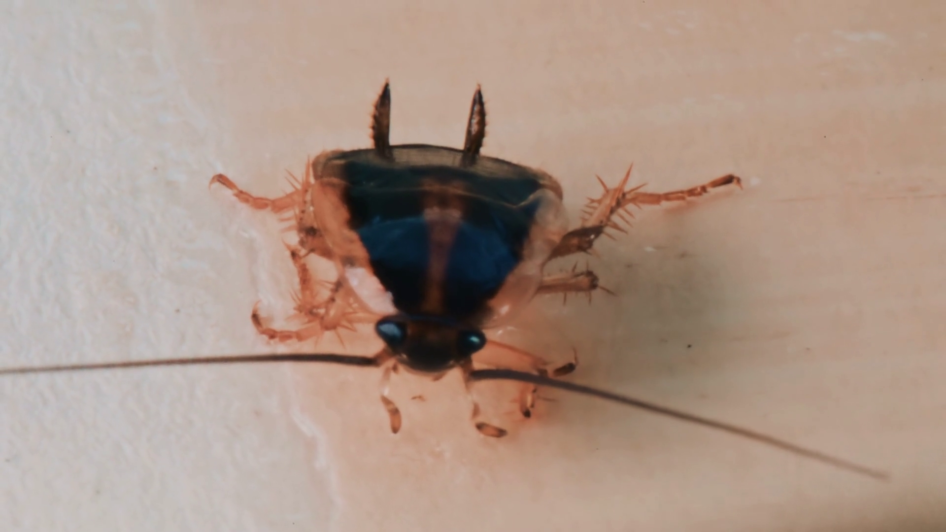 Detailed Macro View Of Cockroach Showing Stock Footage SBV-353440527 ...