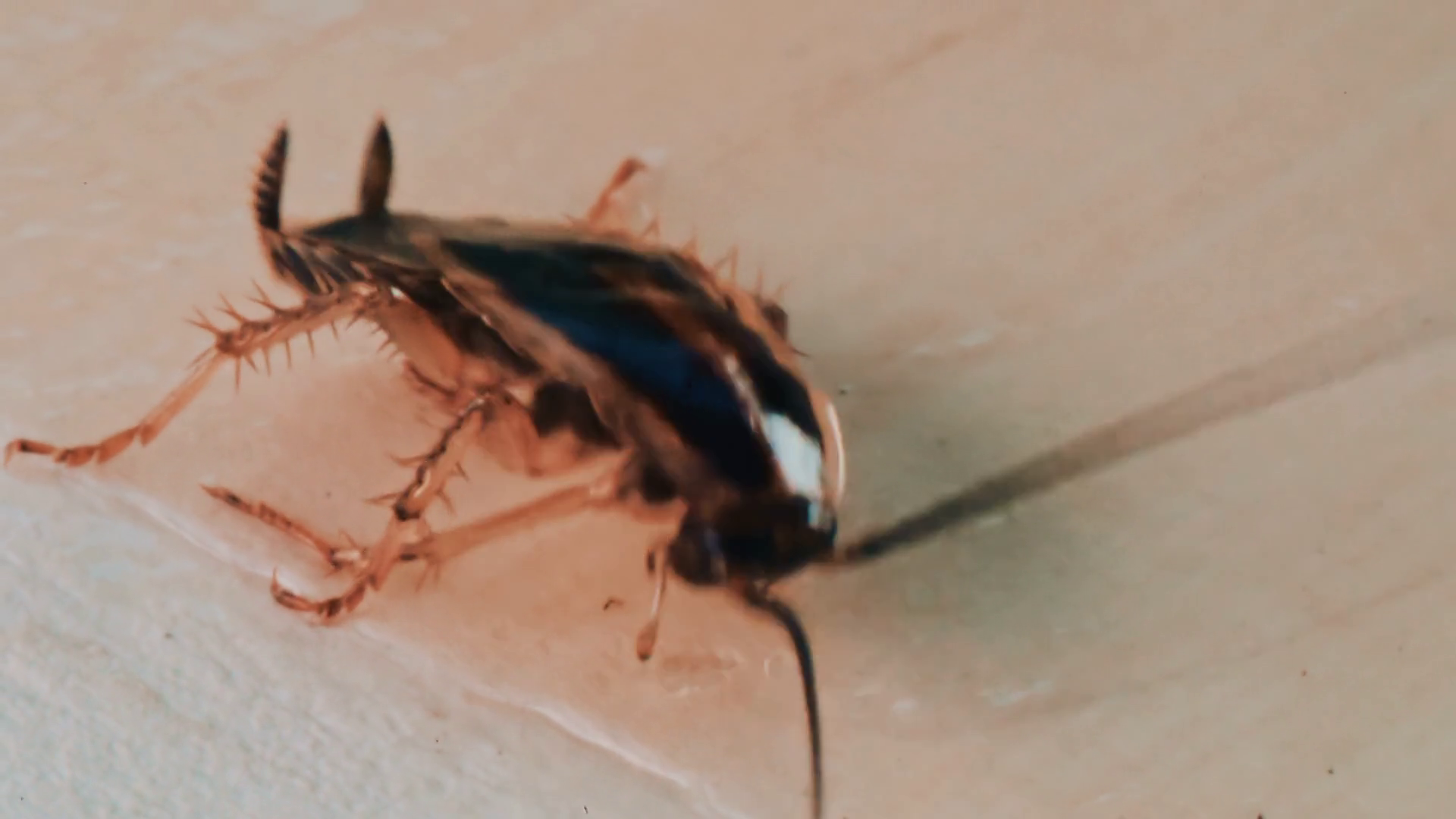 Detailed Macro View Of Cockroach Showing Stock Footage SBV-353440584 ...