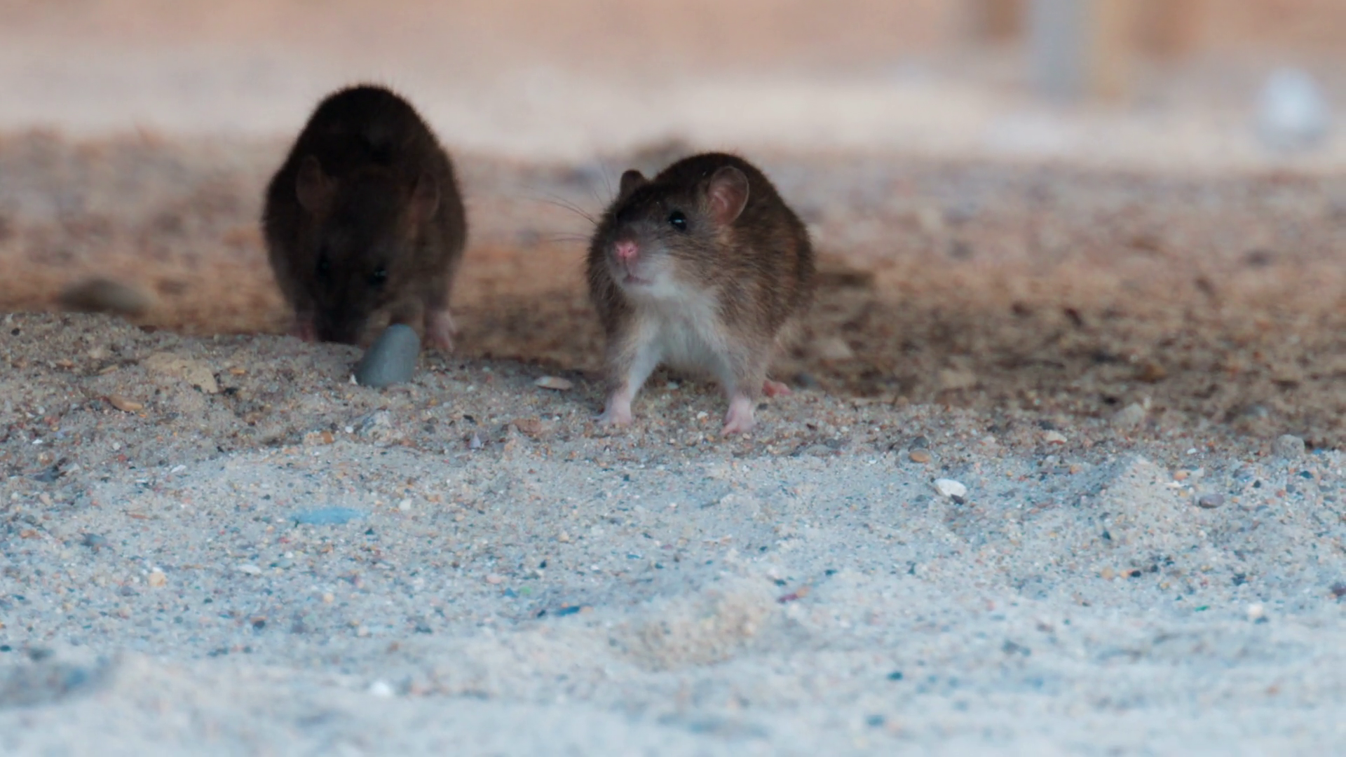 Pair Of Wild Rats Interacting On Sandy Stock Footage SBV-353119490 ...