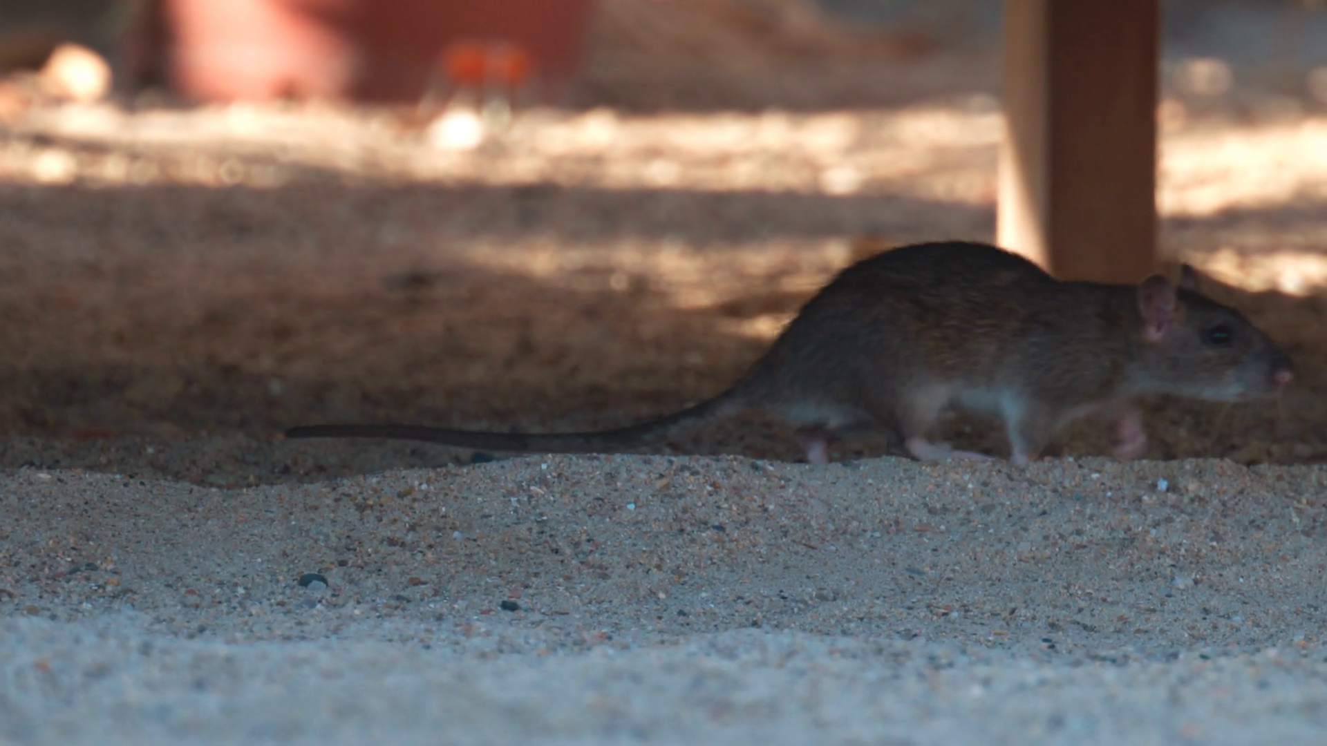Pair Of Wild Rats Interacting On Sandy Stock Footage SBV-353112122 ...