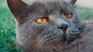Relaxed grey British Shorthair cat resting on green grass under soft daylight