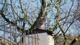 A grey domestic cat sits on top of a small metal roofed structure beside a garden fence, surrounded by tree branches covered with fresh spring buds