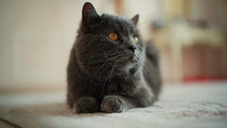 Close up of a gray British Shorthair cat with amber eyes resting on a soft surface indoors