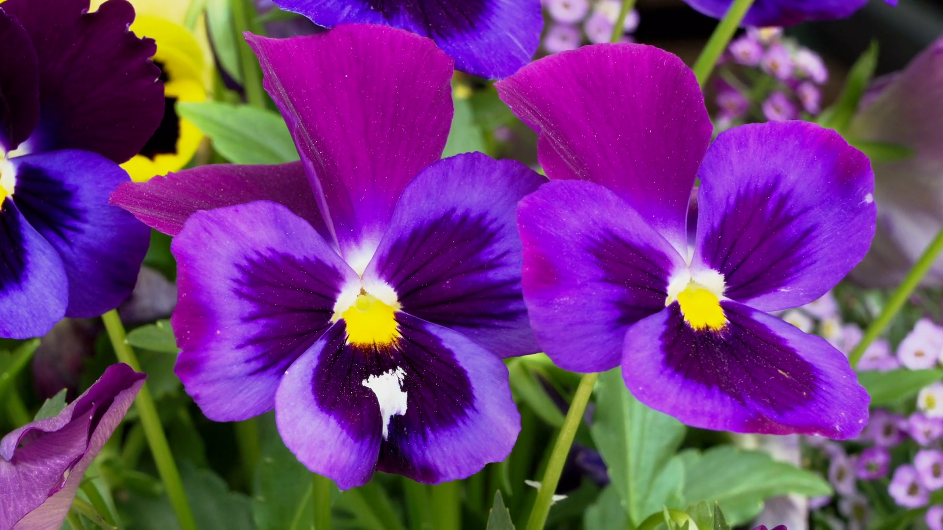 Close Up Of Violet Flowers Stock Footage SBV-352493848 - Storyblocks