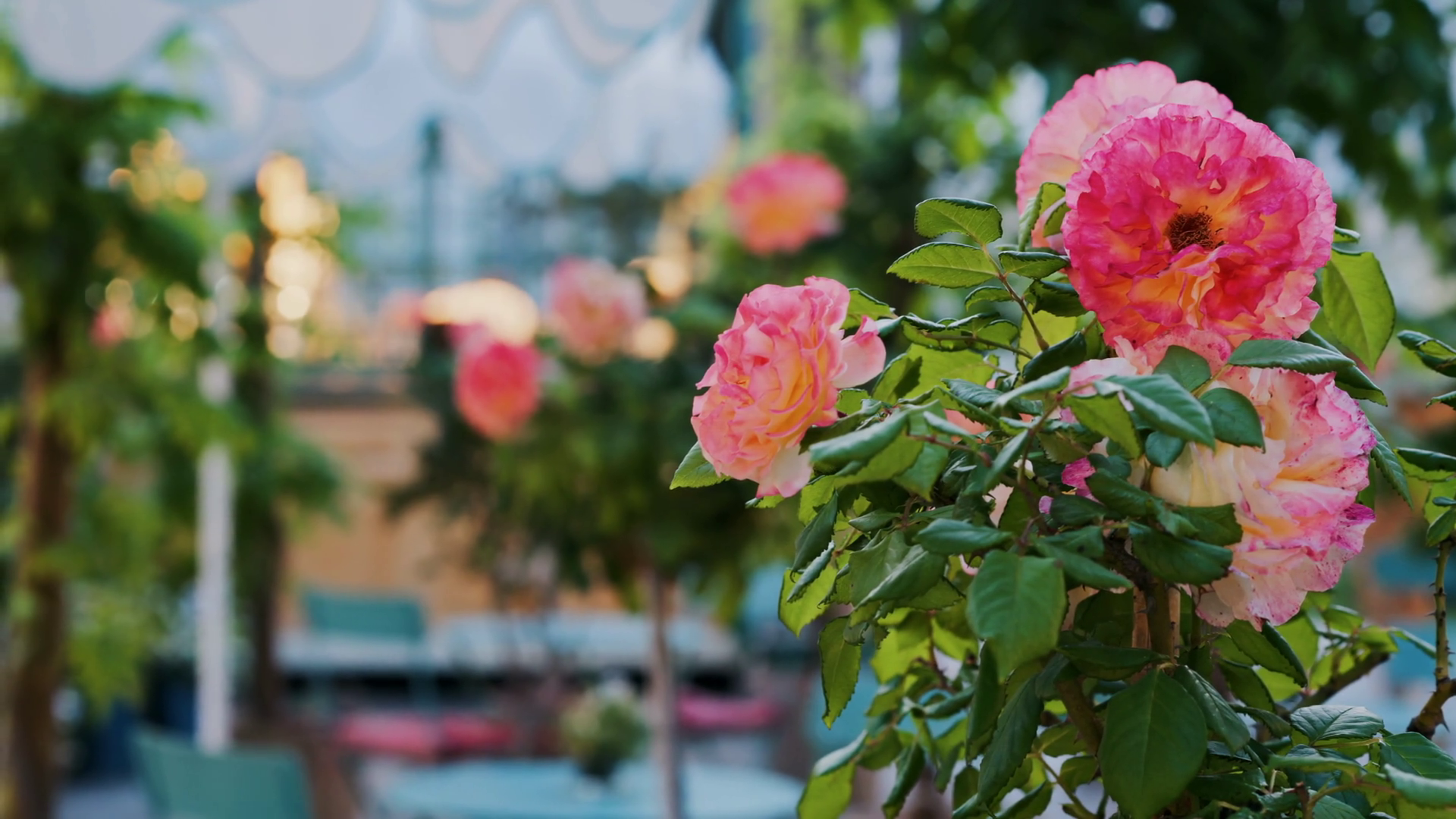 Pink Climbing Roses In Pots At Outside Cafe Stock Footage SBV-352457496 ...