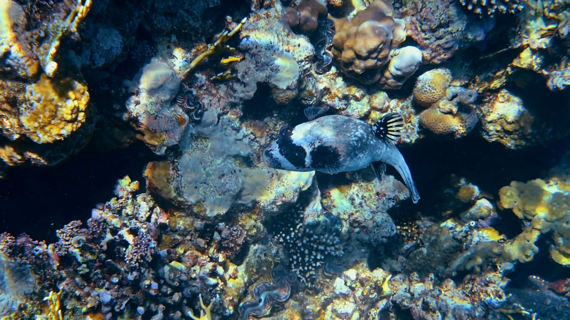 Close Up Of Masked Puffer Fish Swimming Near Stock Footage SBV ...