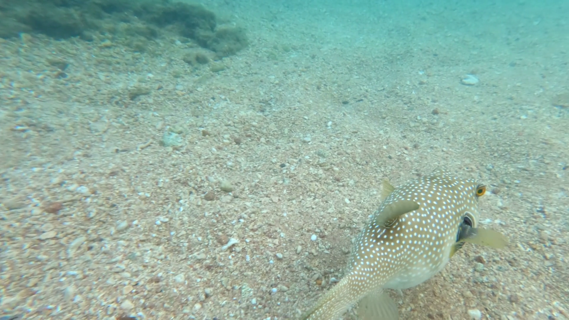 Close Up Of White-spotted Puffer Fish Eating Stock Footage SBV ...