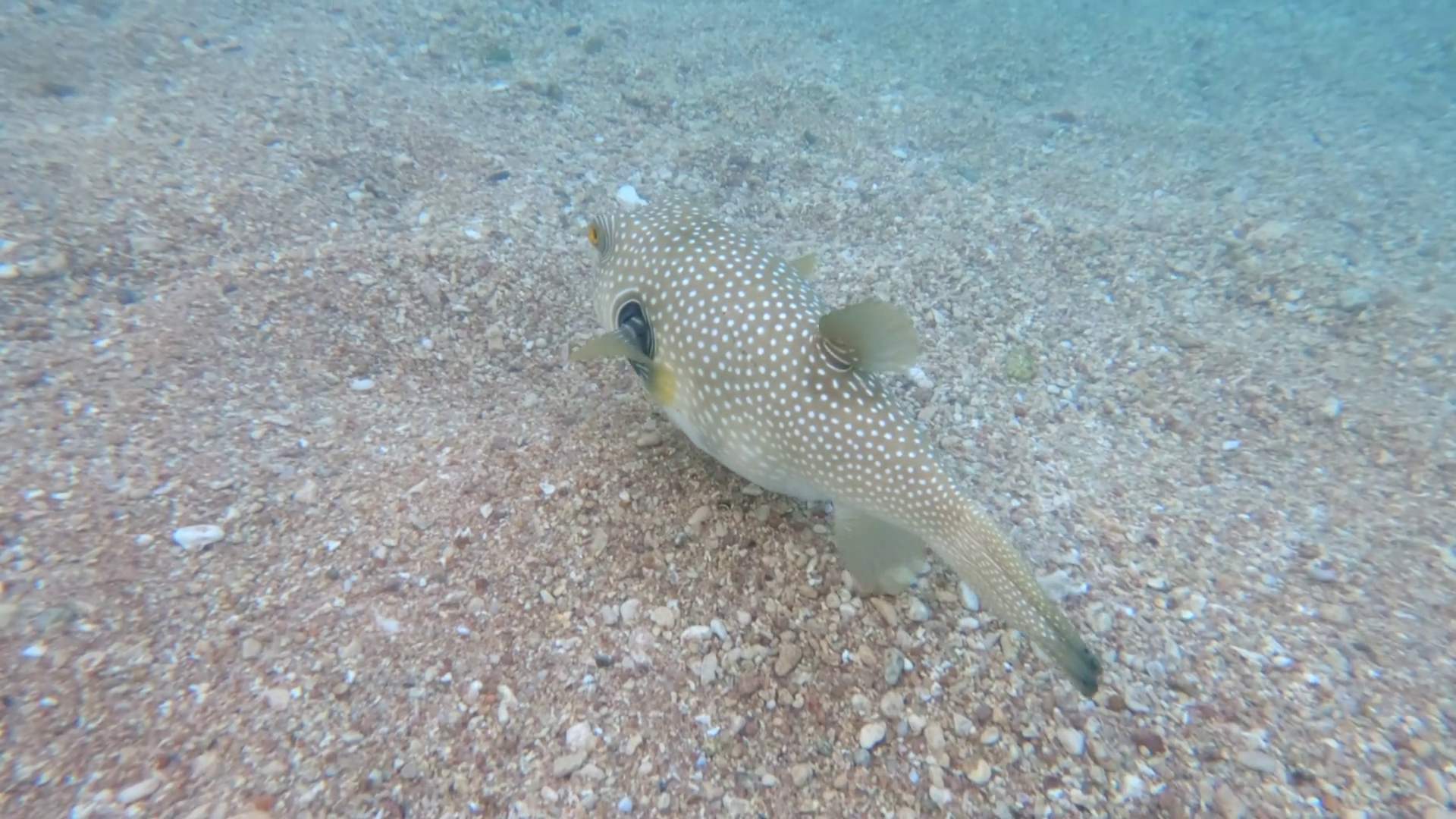 Close Up Of White-spotted Puffer Fish Eating Stock Footage SBV ...