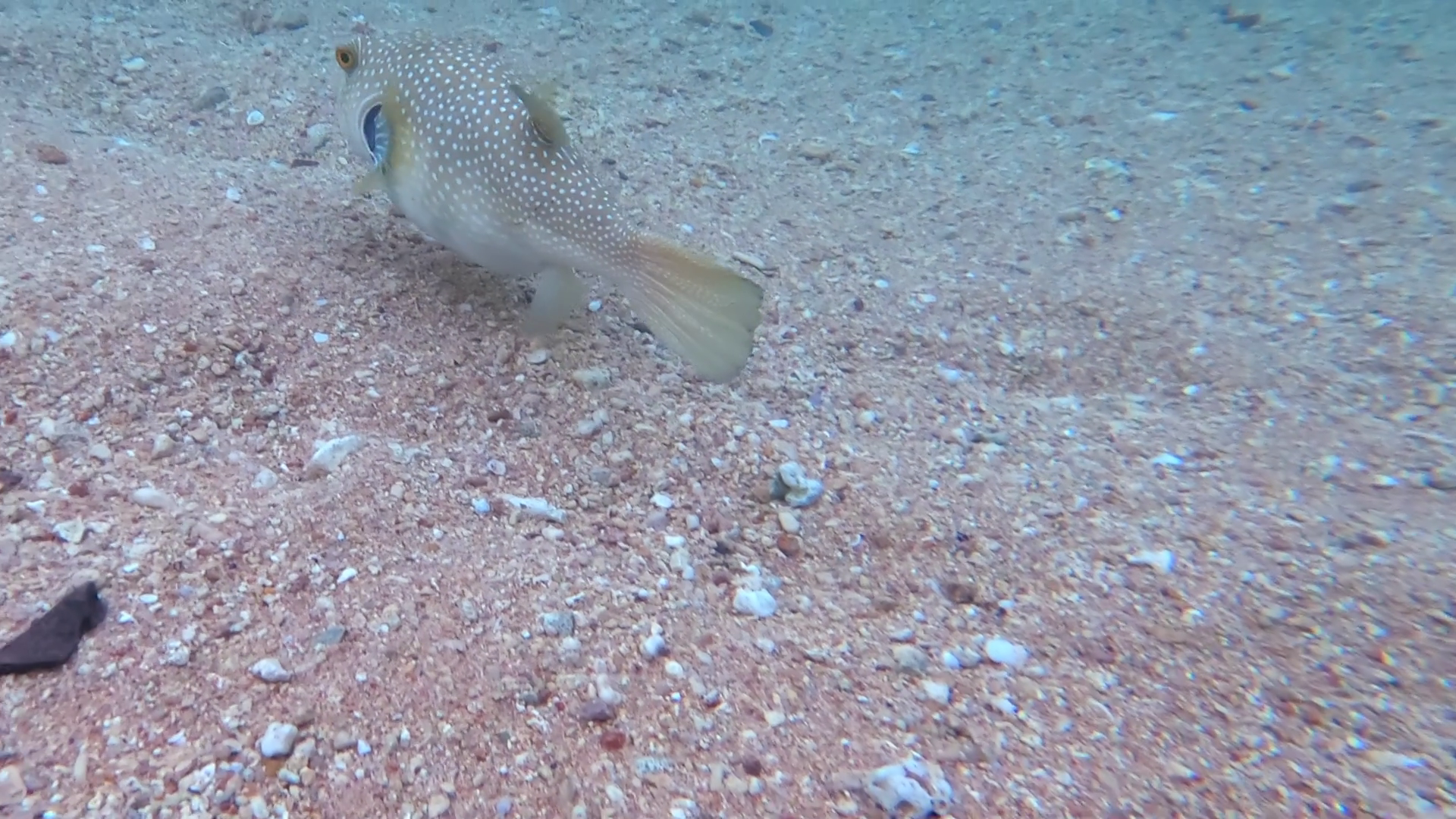 Close Up Of White-spotted Puffer Fish Eating Stock Footage SBV ...