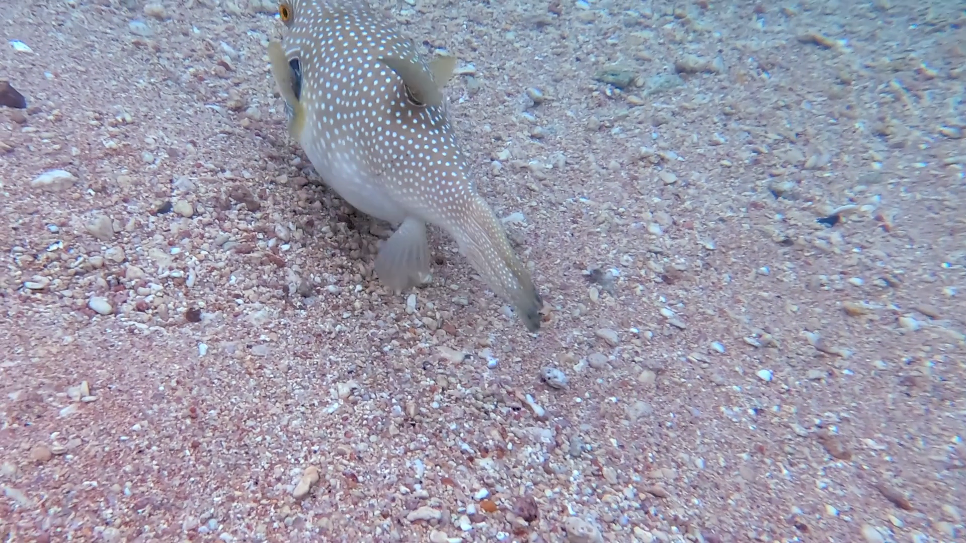 Close Up Of White-spotted Puffer Fish Eating Stock Footage SBV ...
