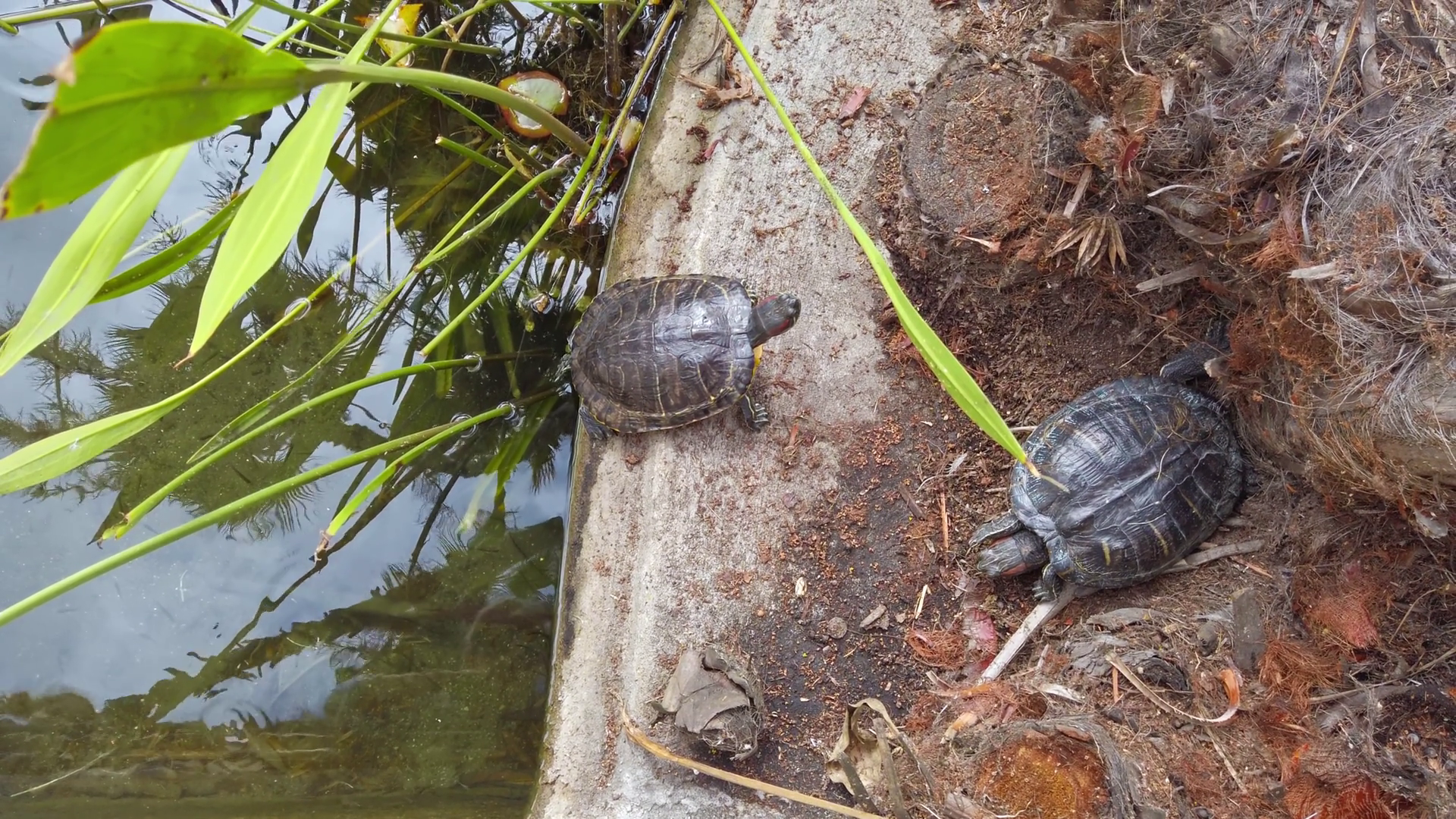 Two Baby Turtles Sitting Near Lake In Stock Footage SBV-352513884 ...
