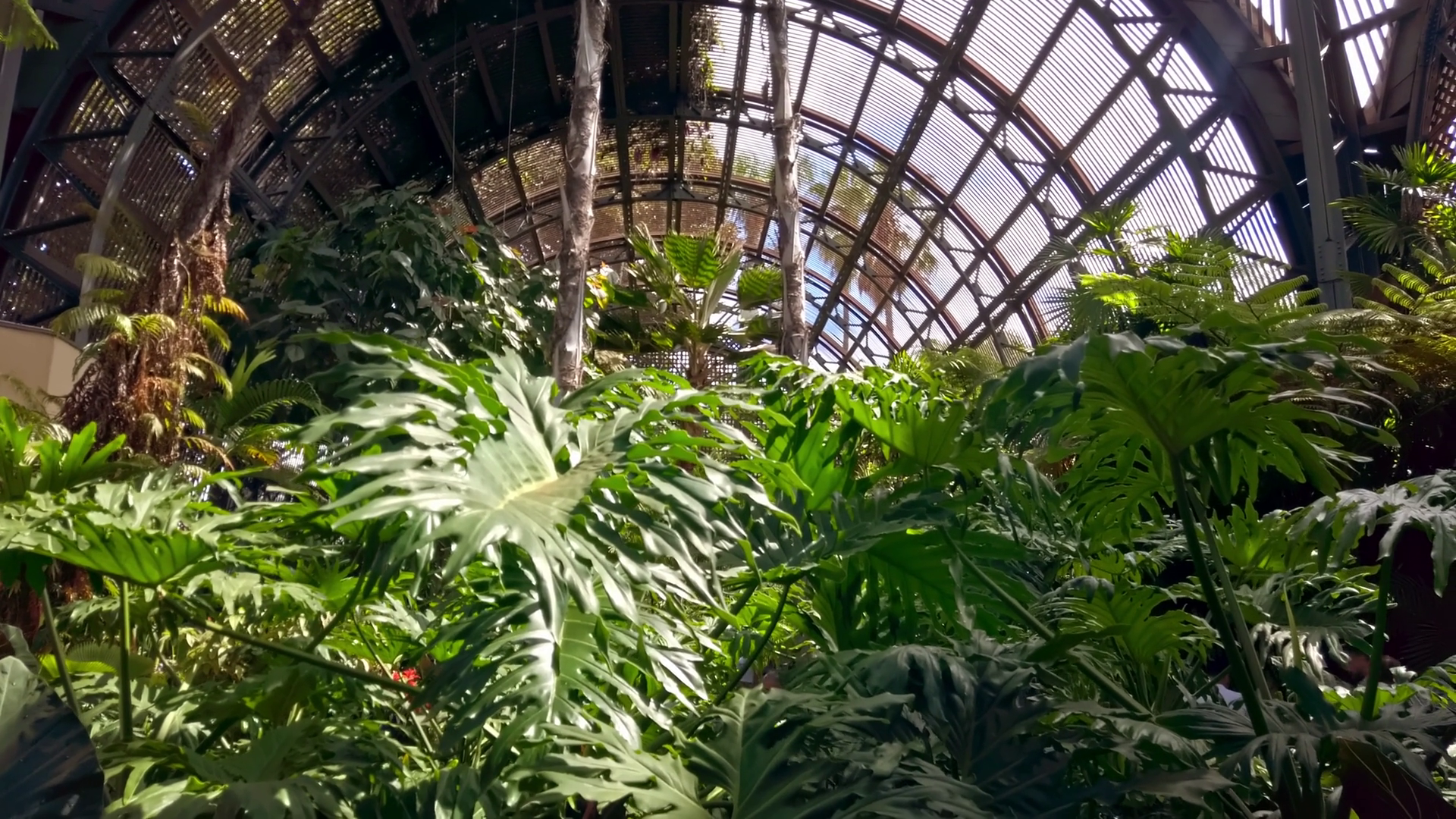 Plants Herbs View In Botanical Building From Stock Footage SBV ...