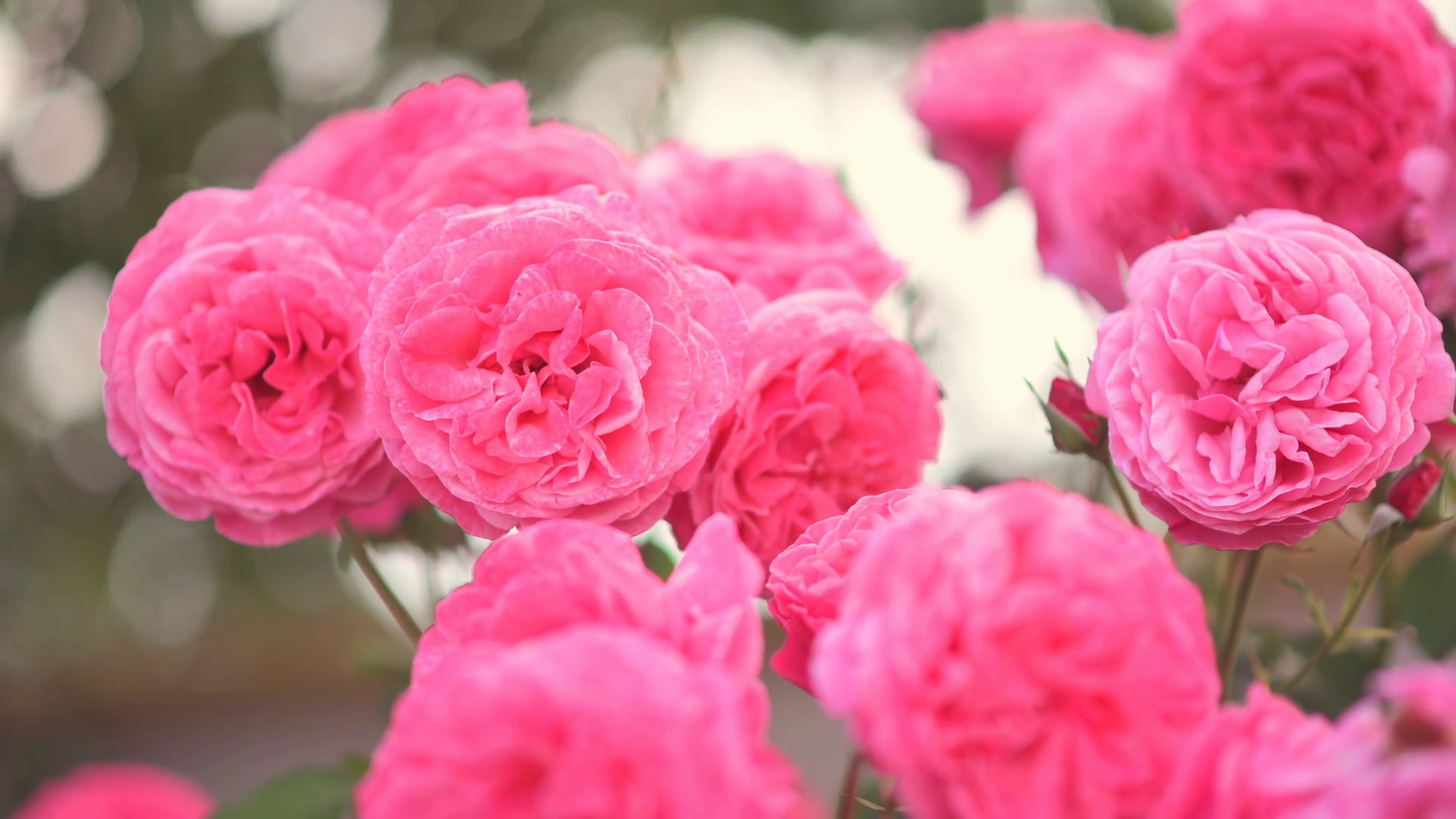 Close Up Of Pink Roses Blooming In Garden Stock Footage SBV-353433412 ...