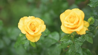 Bright yellow roses in full bloom with delicate raindrops on its petals