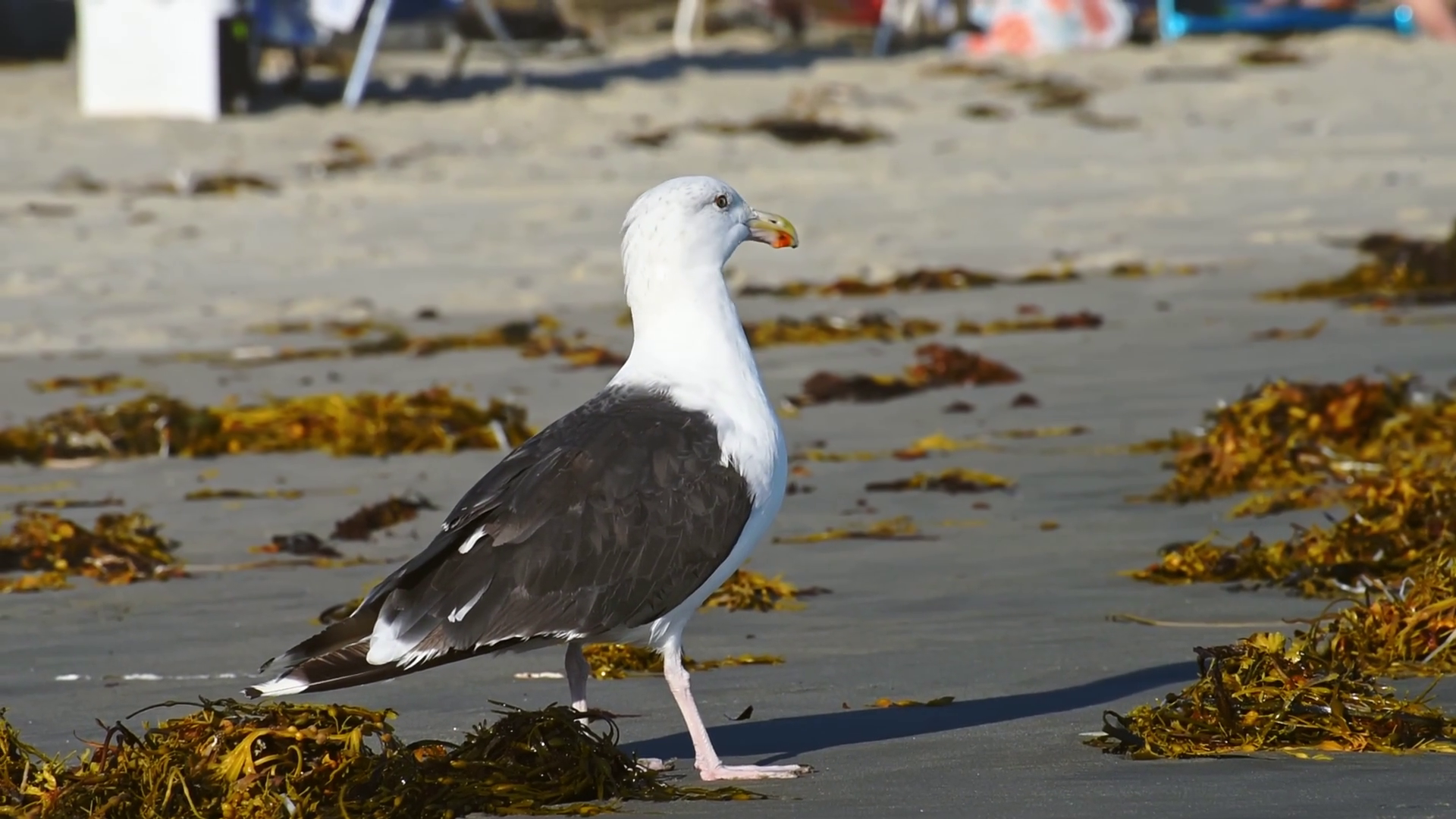 Great Black-backed Gull Walking Looking On Stock Footage SBV-352507127 ...