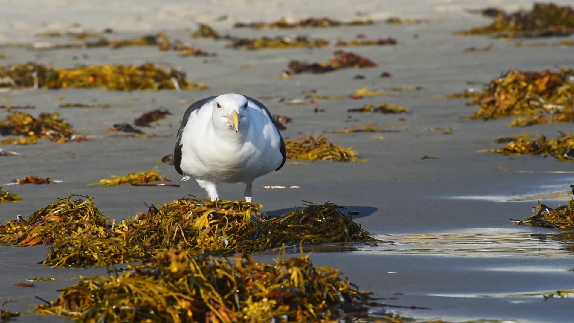 Great Black-backed Gull Eating Green Herbs Stock Footage SBV-352507132 ...