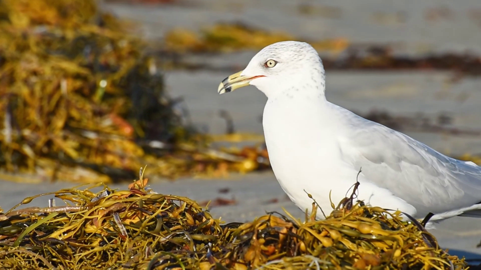 Great Black-backed Gull Eating Green Herbs Stock Footage SBV-352507145 ...