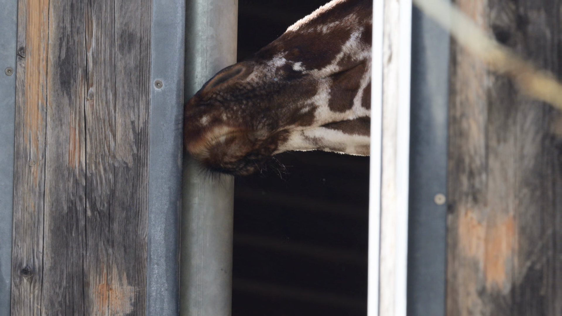 Giraffes Head Snout Looking Out From Inside Stock Footage SBV-353603359 ...