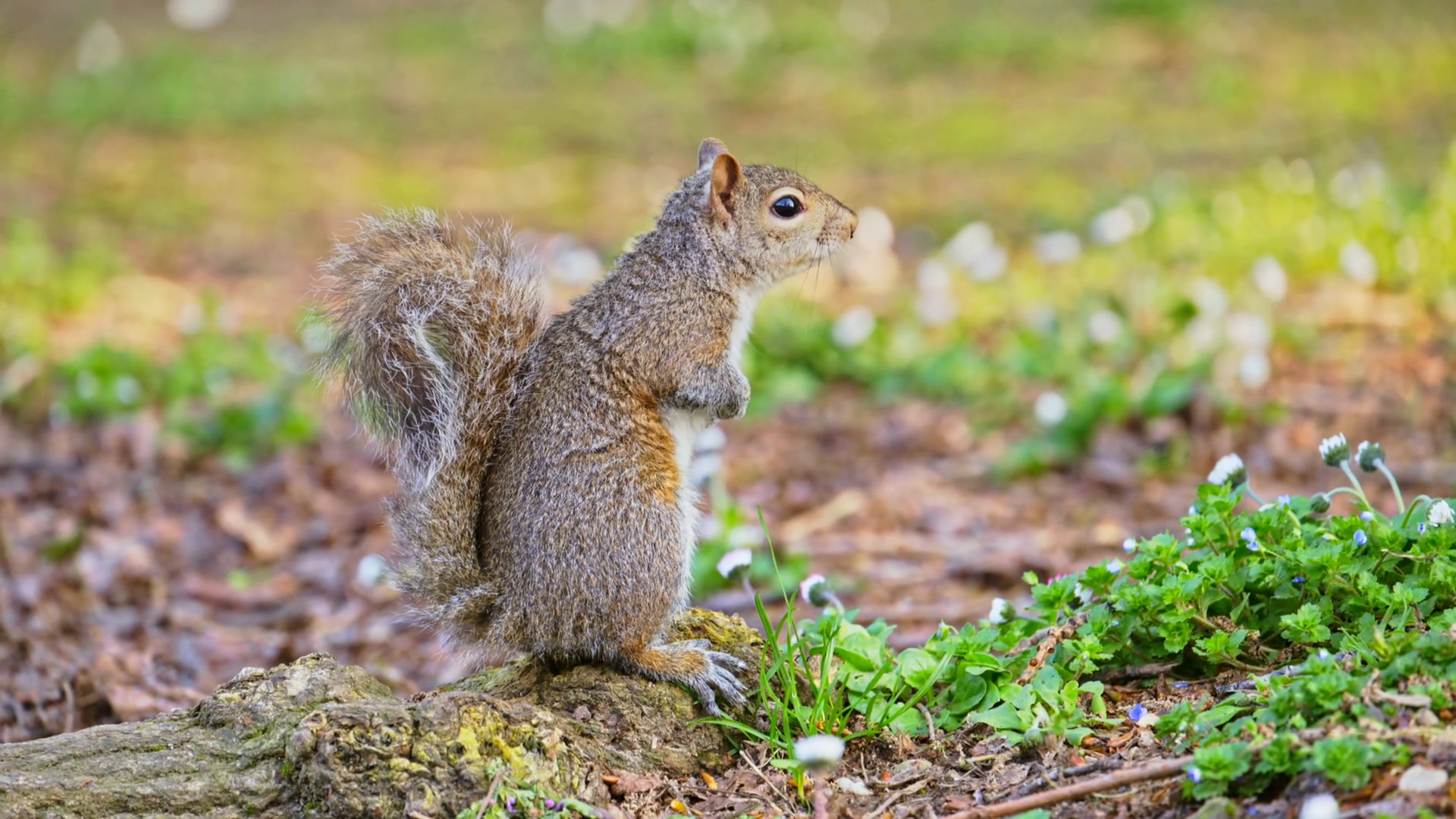Close Up Of Squirrel Sitting On Root In Park Stock Footage SBV ...