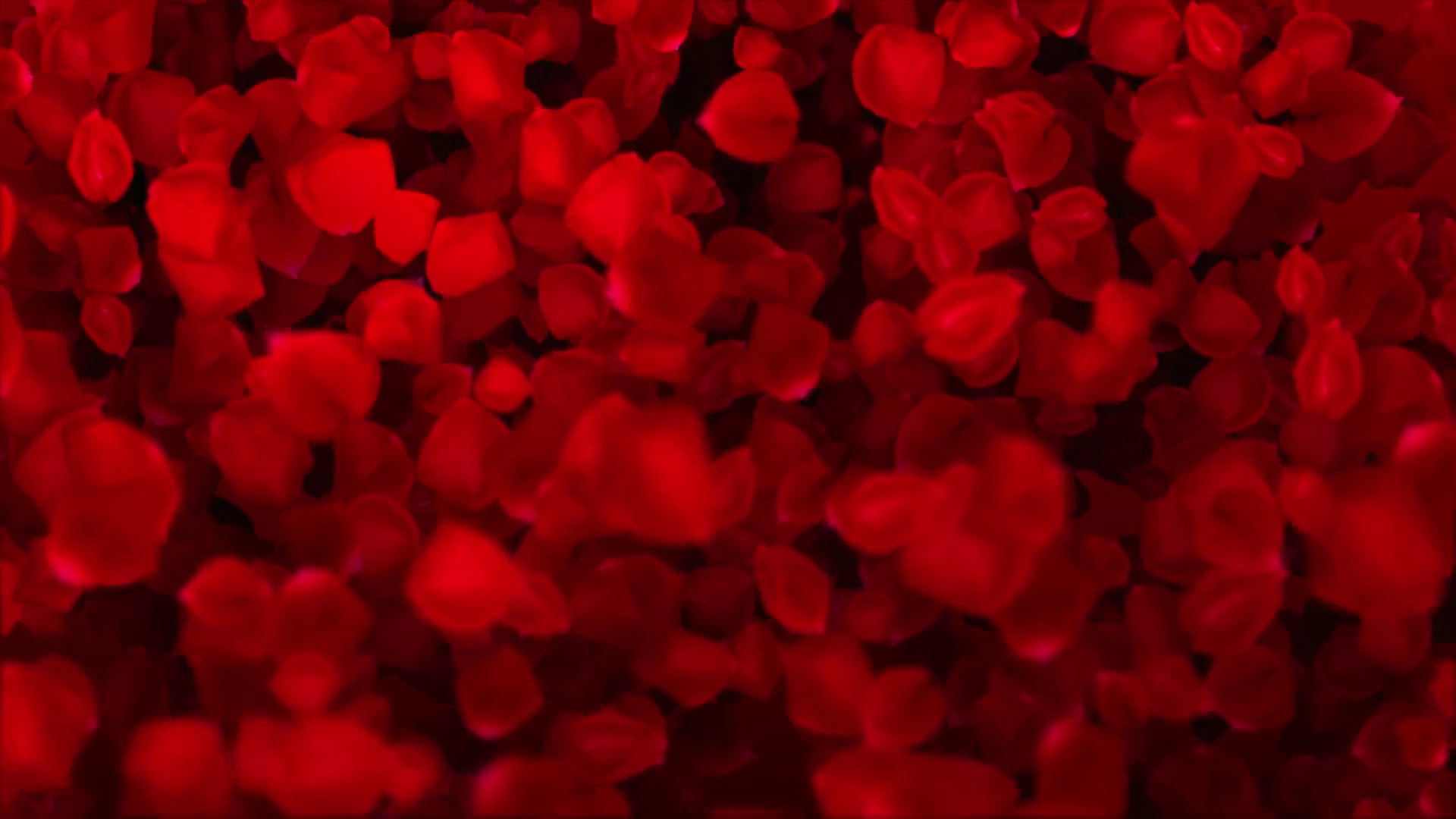 Red Romantic Roses Falling Animation Stock Motion Graphics SBV ...