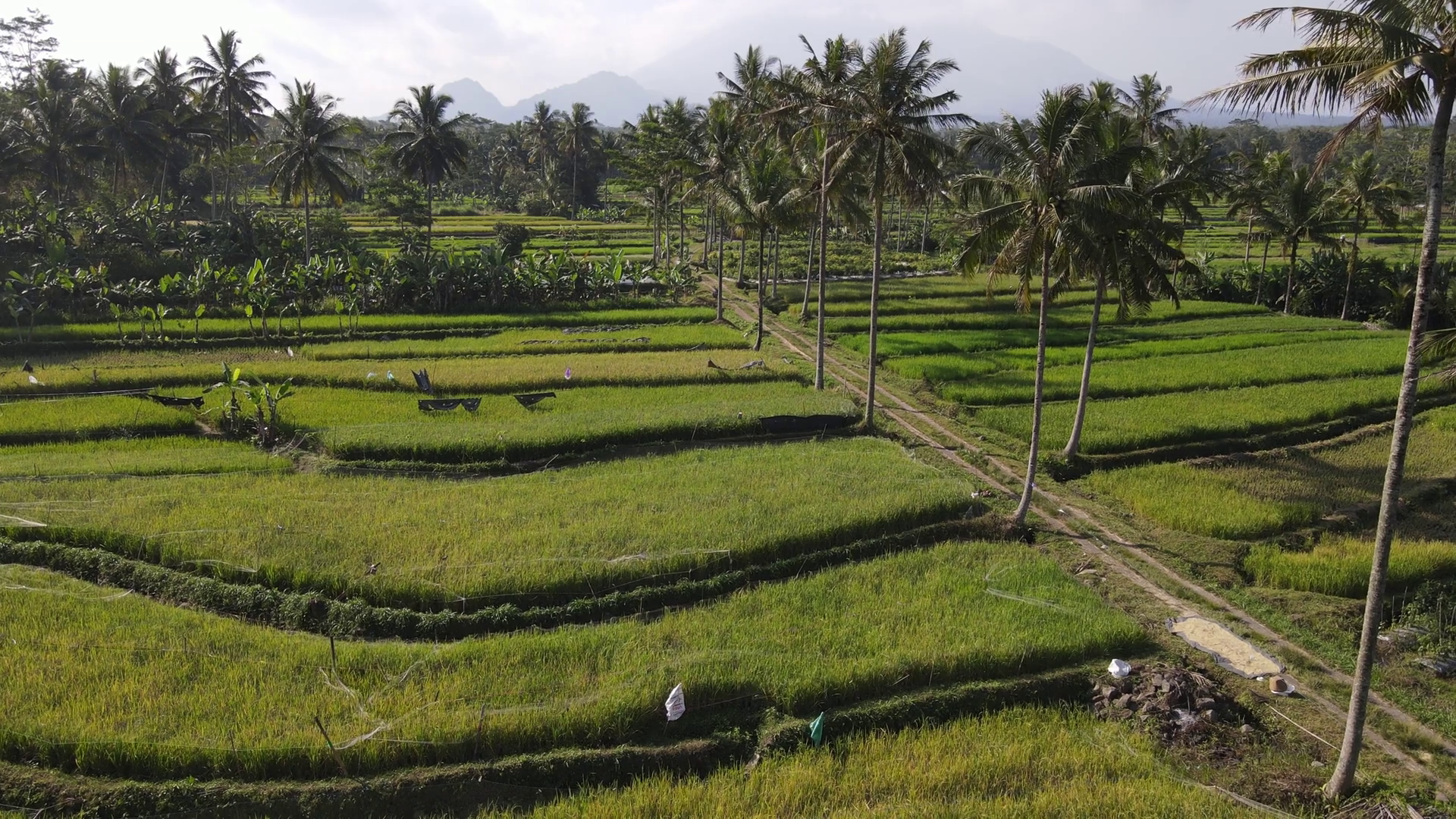 Aerial View Of Morning In Rice Field In Stock Footage SBV-348505524 ...