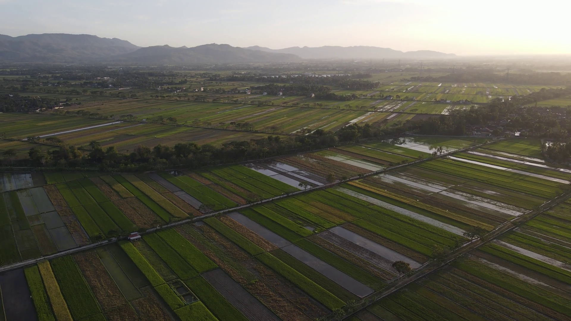 Aerial View Of Morning In Rice Field Stock Footage SBV-348505344 ...
