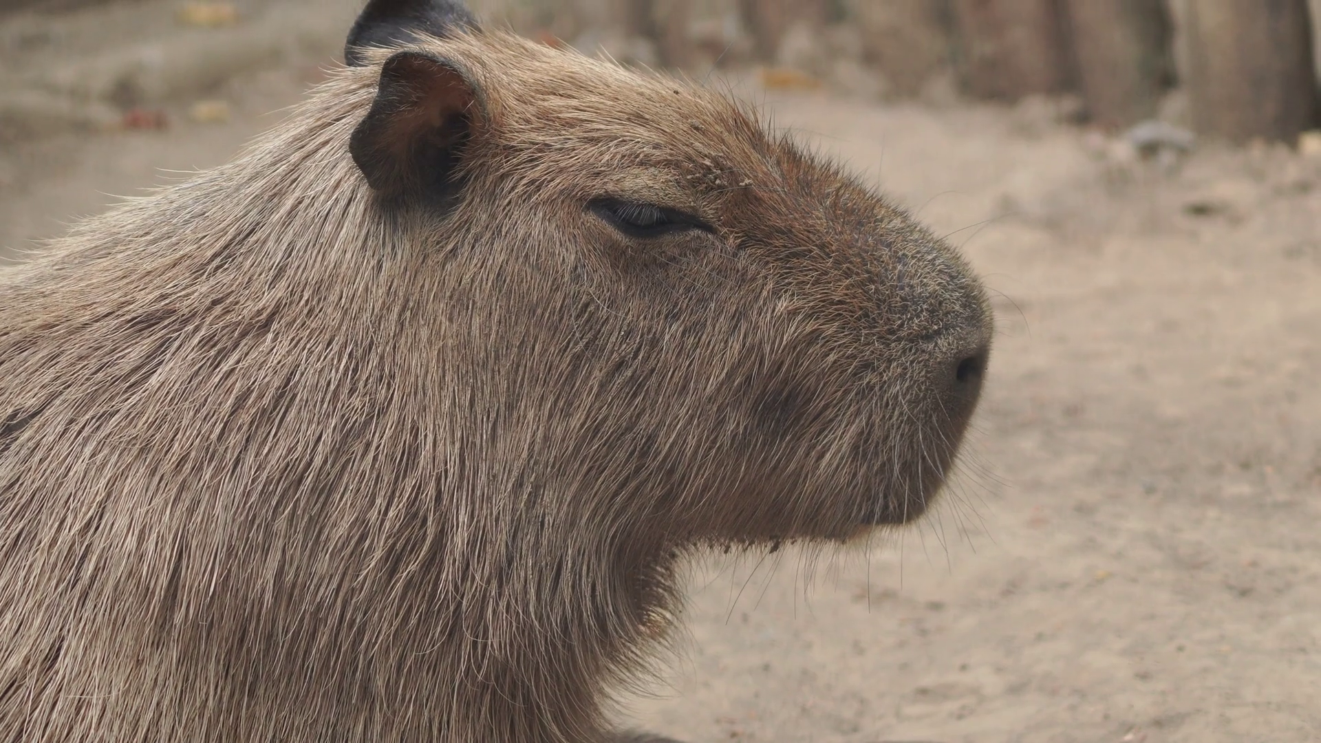 Close Up Of Capybara Greater Capybara Stock Footage SBV-351668804 ...