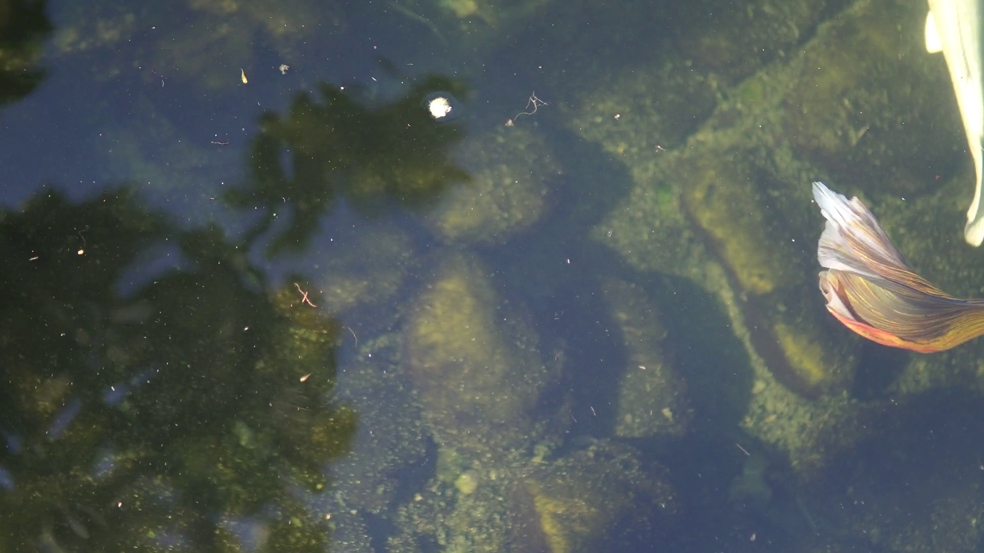 Top View Footage Of Koi Fish Fancy Carp Fish Stock Footage SBV ...