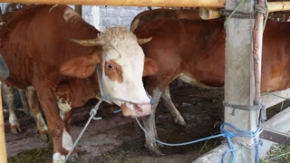Traditional Livestock Breeding On Indonesian Stock Footage SBV ...