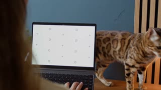 OTS shot of freelance woman working on her laptop at wooden desk while Bengal cat walking by slowly
