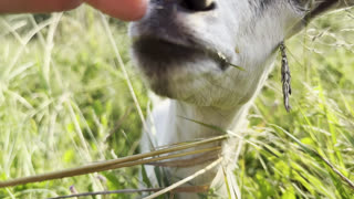 Curious small goat looking into camera and sniffing it at countryside. Cute friendly animal showing curiosity at green lawn. Cattle on