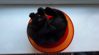 Top view on playful small kitty lying in plastic bowl on the windowsill. Cute funny kitten having fun at home. Curious little black cat