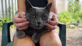 Close up of female arms strokes cute gray cat lying on her knees outdoor. Hands of woman petting adorable domestic kitten at garden. Concept