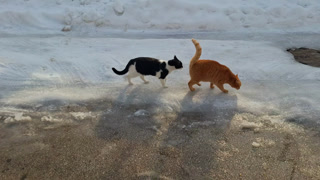 Cats Playing In Snow