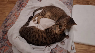 Cats Showing Affection By Grooming