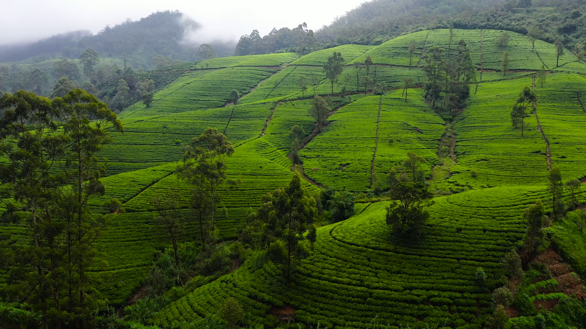Tea Plantations In Sri Lanka Mountain Stock Footage SBV-352233934 ...