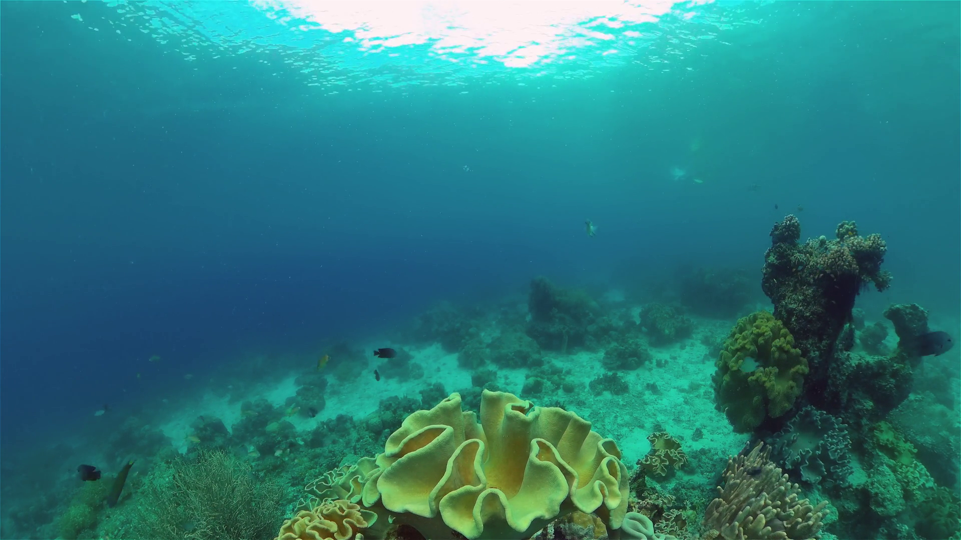Tropical Fish Corals Marine Reef Underwater Stock Footage SBV-352223337 ...