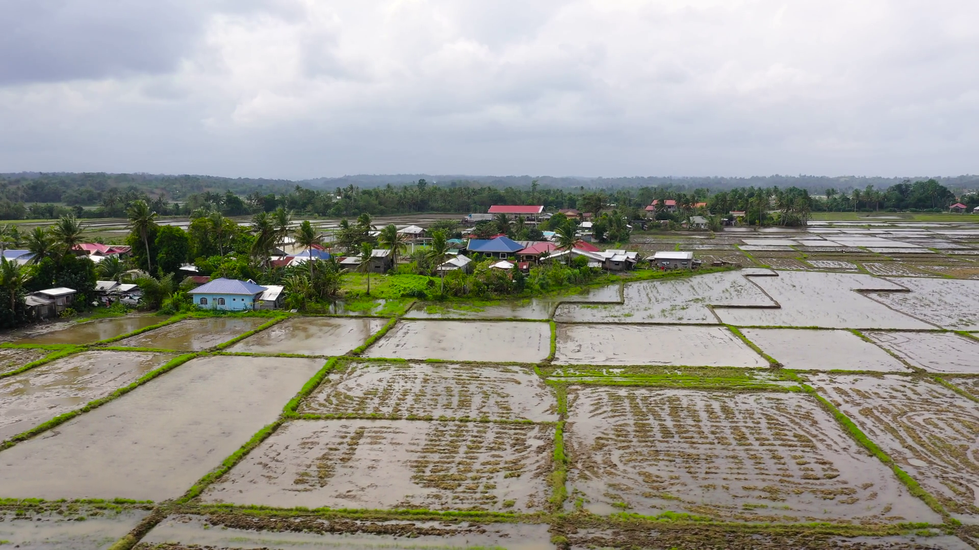 Philippine Village Rice Fields Flooded With Stock Footage SBV-352245346 ...