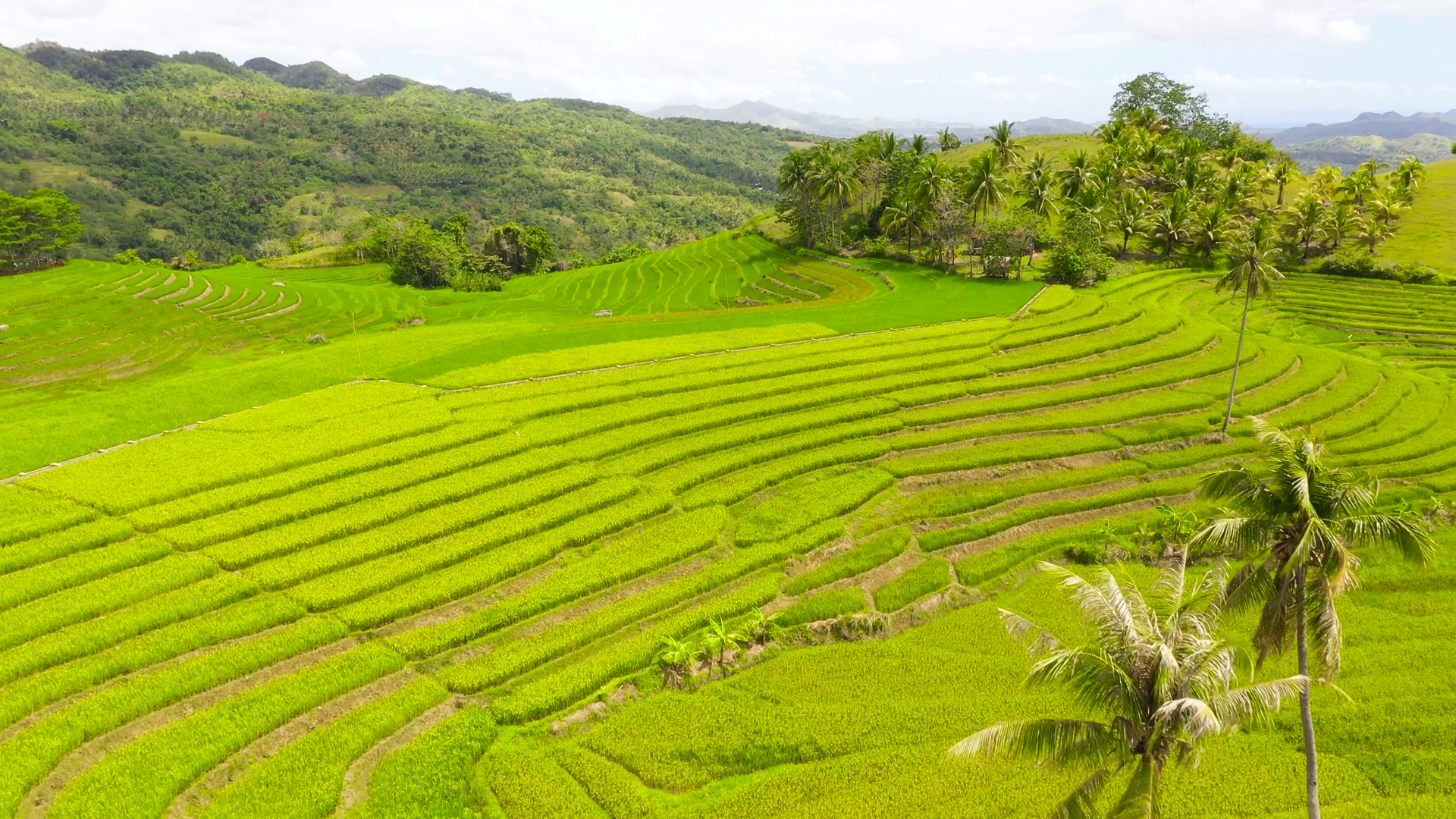 Rice Cultivation In The Philippines Bohol Stock Footage SBV-352273553 ...