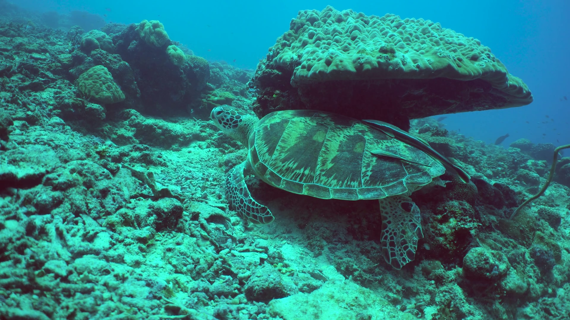 Sea Turtle In Natural Habitat In Tropical Stock Footage SBV-352277218 ...