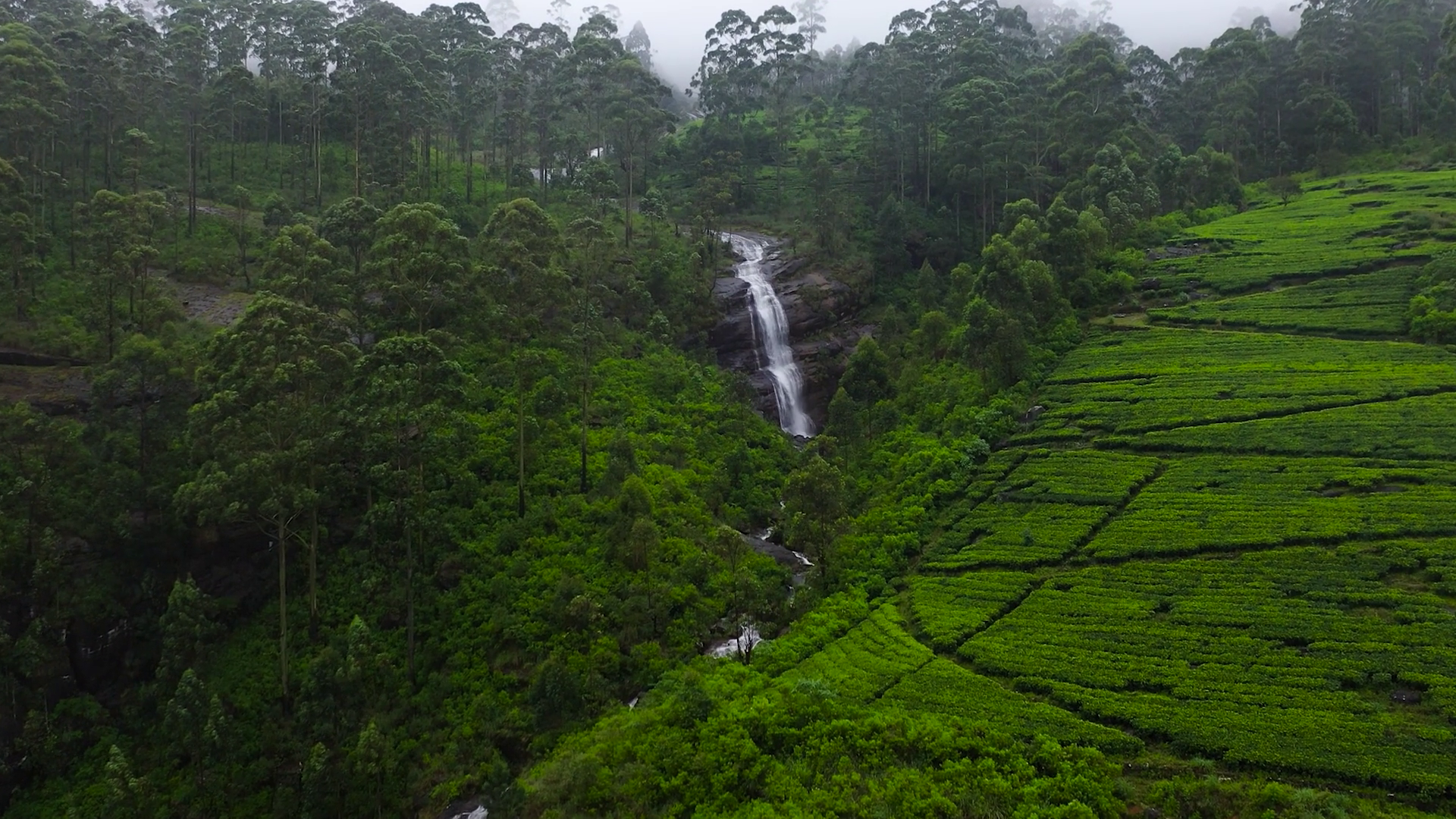 Top View Of Waterfall Tea Plantations In Sri Stock Footage SBV ...