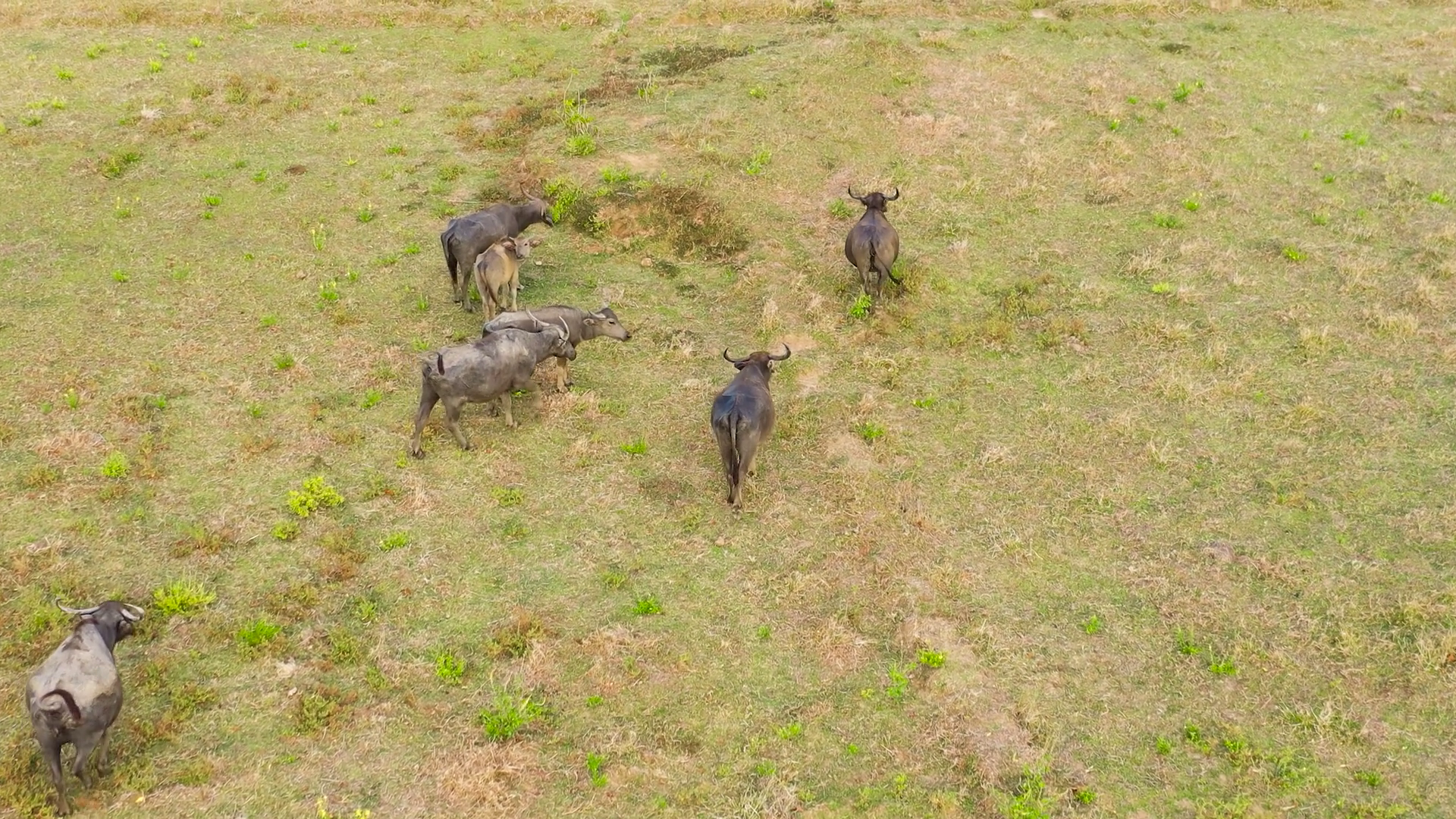 Aerial View Of Buffaloes In Reserve Wild Stock Footage SBV-352303811 ...