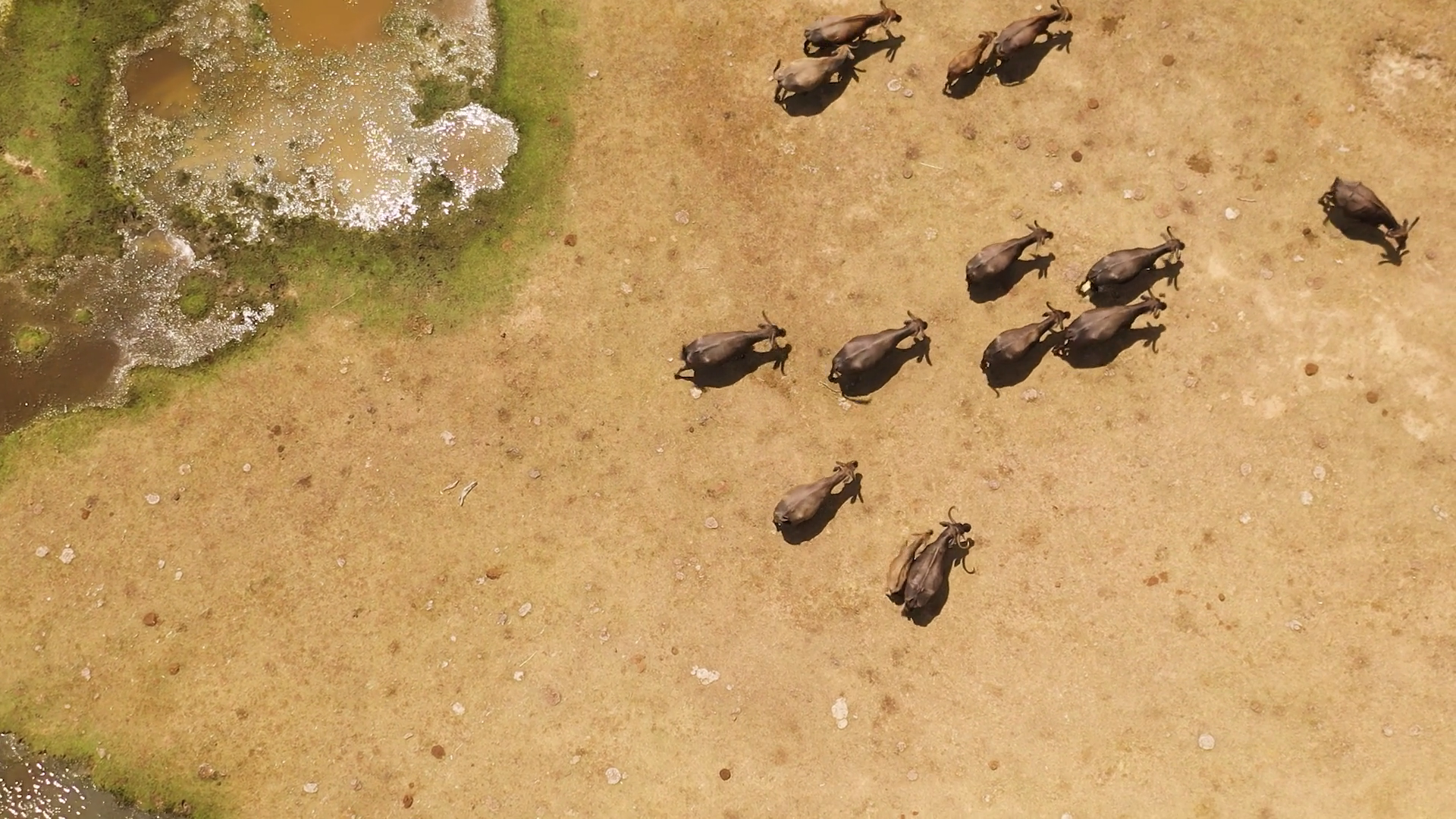 Aerial View Of Buffaloes In Wild In Sri Stock Footage SBV-352305221 ...