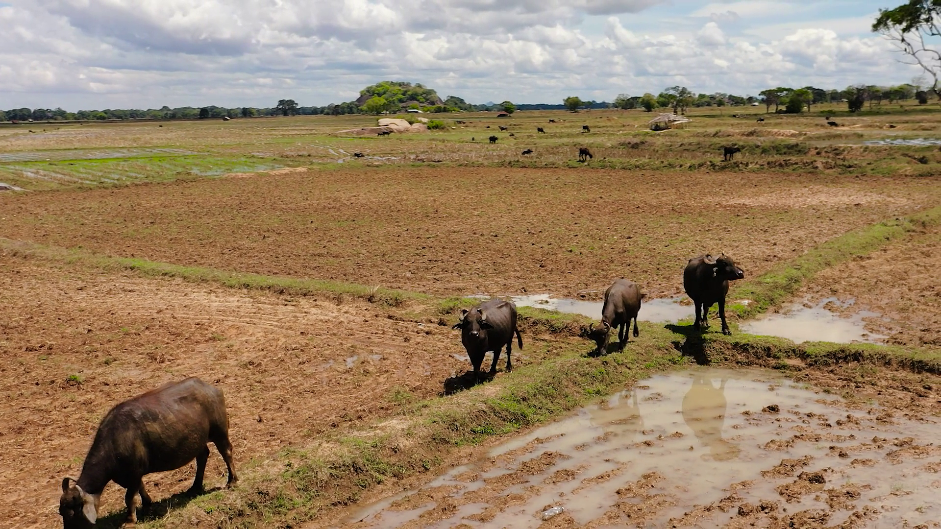 Aerial View Of Buffaloes On Farmland In Stock Footage SBV-352306274 ...