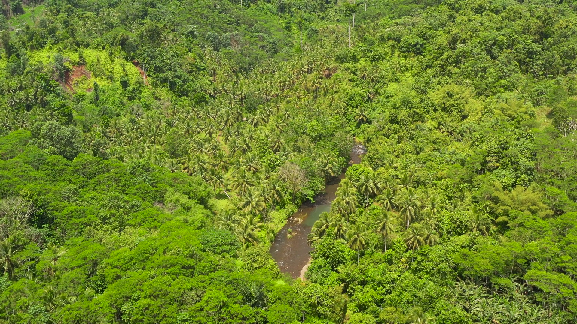 Lush Tropical Green Forest With Tall Trees Stock Footage SBV-353233599 ...