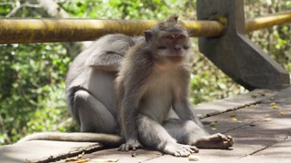 Monkeys in the natural environment. Bali, Indonesia. Long-tailed macaques, Macaca fascicularis