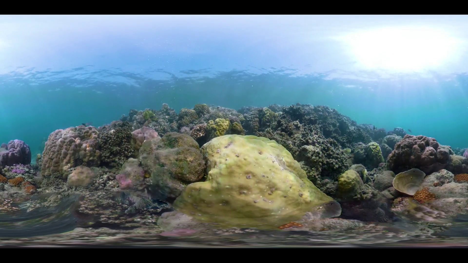 Vr360 Fish Coral Reef At Diving Underwater SBV-347709514 - Storyblocks