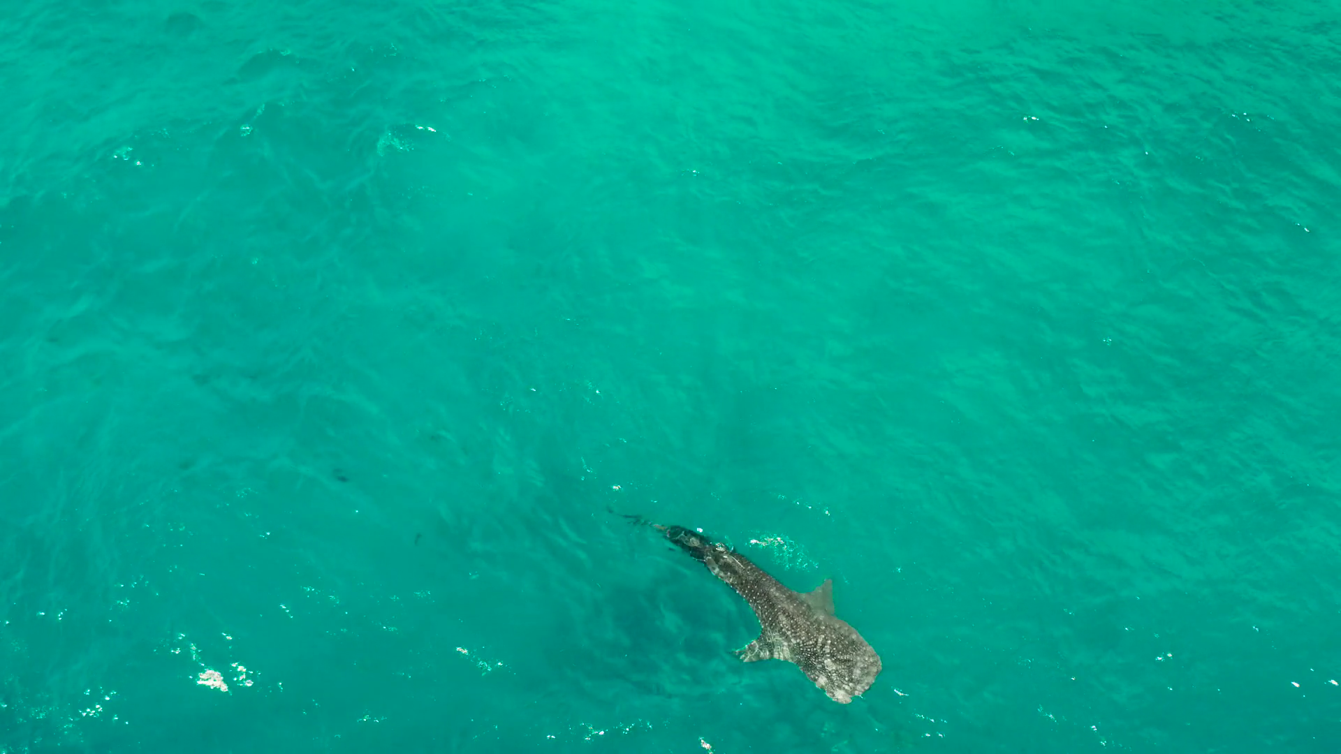 Aerial View Of Whale Shark Swims In Open Sea Stock Footage SBV ...