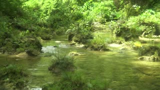 River in the mountain jungle covered with green trees. River in a rainforest in a mountain canyon. Bohol, Philippines. Danicop Ticugan