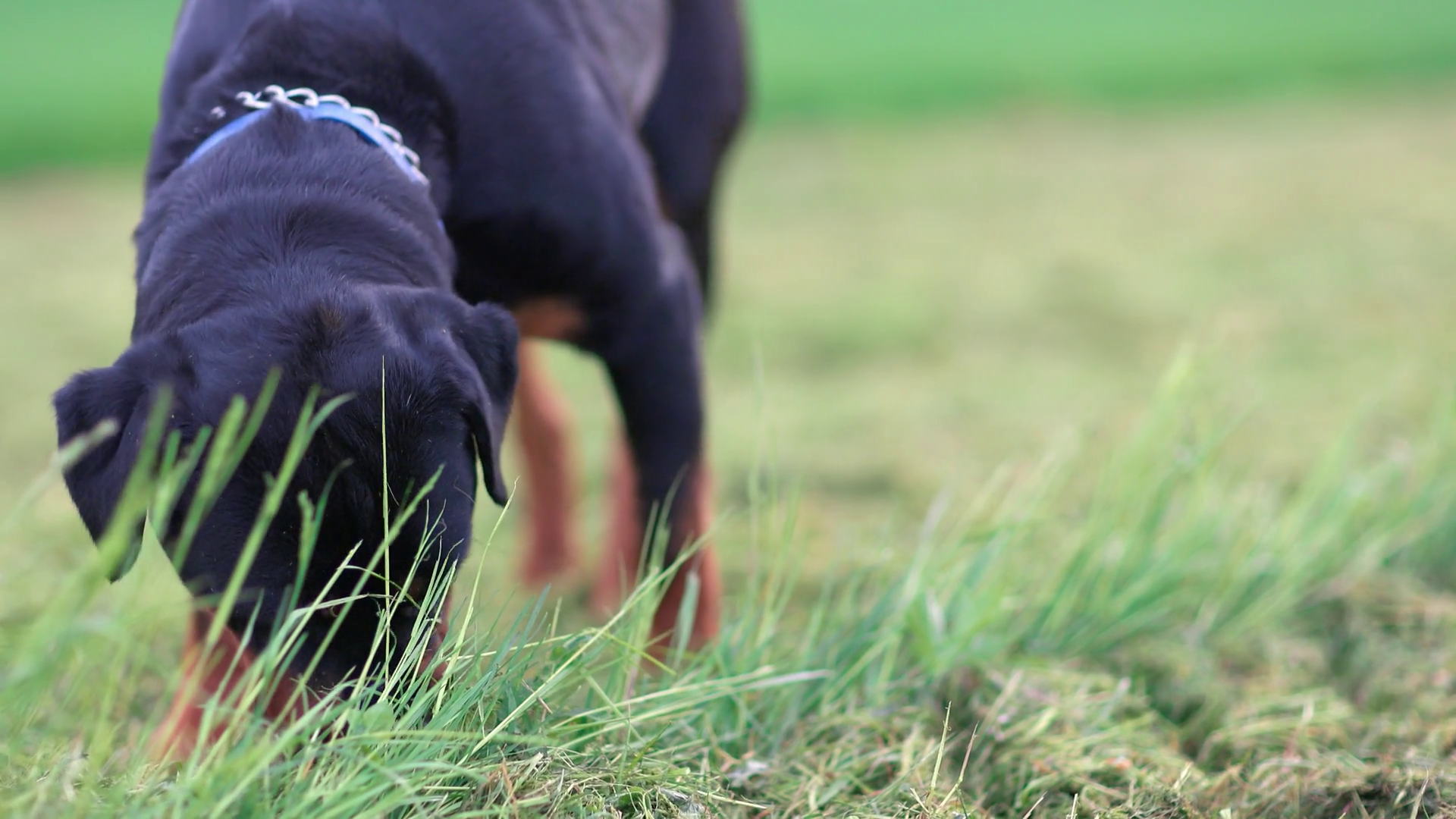 Close-up Rottweiler Dog Walks In Meadow With Stock Footage SBV ...